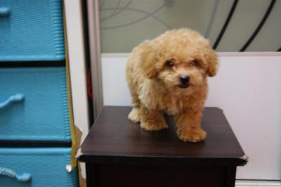 Brown Tiny Toy Poodle Rm600 (Sold) - Poodle Dog