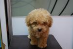 Brown Tiny Toy Poodle Rm600 (Sold) - Poodle Dog