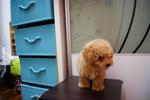 Brown Tiny Toy Poodle Rm600 (Sold) - Poodle Dog