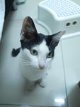 melt was adopted by a malay couple. thanx for accepting him be a part of your family member.