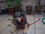 Toby - Rottweiler + Terrier Dog