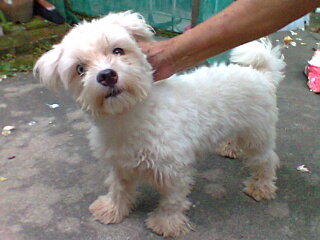 Maltese Dog Sold - 7 Years 10 Months, Maltese Blue Eye 