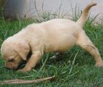 Jun - Labrador Retriever Dog