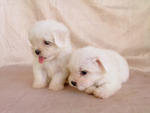 Adorable Maltese Pups - Maltese Dog