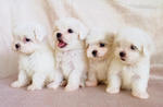 Adorable Maltese Pups - Maltese Dog