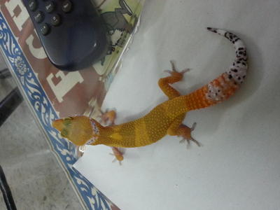 Shtct(Leopard Gecko) - Gecko Reptile