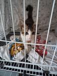 Cute Kitten Needs Home - Domestic Short Hair Cat