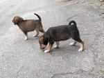 Fifi's Babies - Mixed Breed Dog