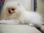 Thick Coat Chubby White Pomeranian - Pomeranian Dog