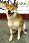 Hachi  - Shiba Inu Dog