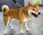 Hachi  - Shiba Inu Dog