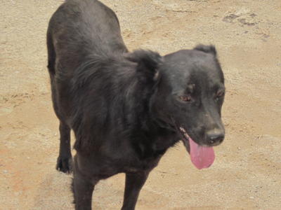 Ma Black - Mixed Breed Dog