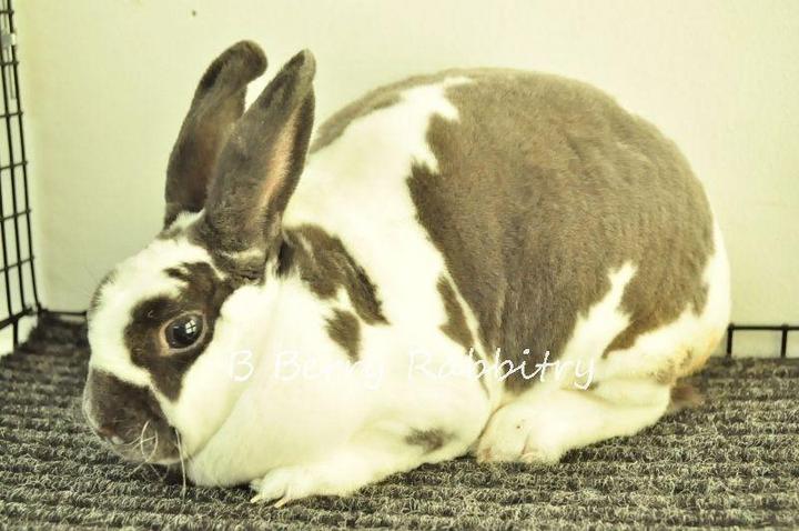 Mini Rex Bunny Sold - 7 Years 5 Months, Mini Rex - Broken Blue 28 from