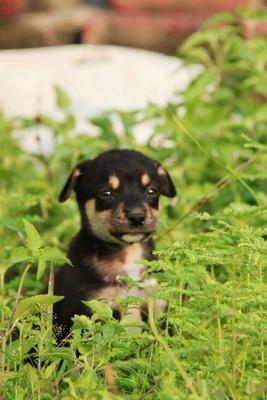 Miew Miew  - Mixed Breed Dog