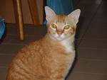 Maxx - Domestic Short Hair Cat