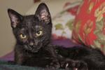 Onyx - Domestic Short Hair + Abyssinian Cat