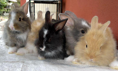 Angora Baby Rabbits - Angora Rabbit Rabbit