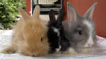 Angora Baby Rabbits - Angora Rabbit Rabbit