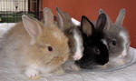 Angora Baby Rabbits - Angora Rabbit Rabbit