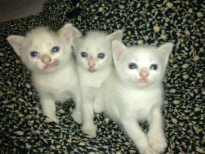 Kitties - Persian + Domestic Medium Hair Cat