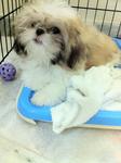 Tri Color Shih Tzu - Shih Tzu Dog