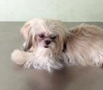 Tri Color Shih Tzu - Shih Tzu Dog