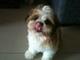 Homebred Shih Tzu - Shih Tzu Dog