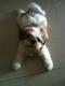 Homebred Shih Tzu - Shih Tzu Dog