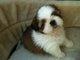 Homebred Shih Tzu - Shih Tzu Dog