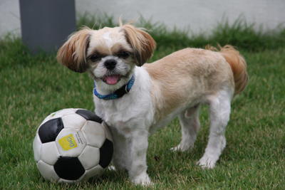 Patch - Shih Tzu Dog