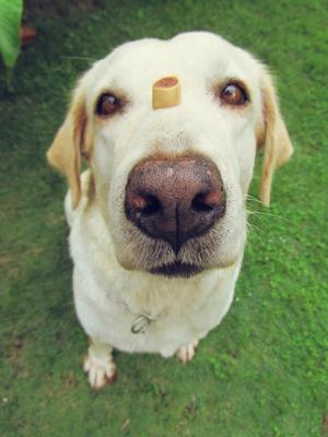 Freya  - Labrador Retriever Dog