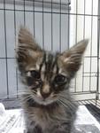 Handsome - Domestic Long Hair Cat