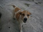 Female Doggies - Mixed Breed Dog