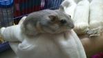 Winter Russian Dwarf Hamster - Short Dwarf Hamster Hamster