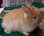 Teddy Bear Lionhead Baby Rabbit - Angora Rabbit + Lionhead Rabbit