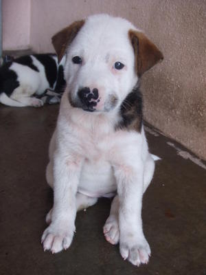 PF37573 - Rottweiler Mix Dog