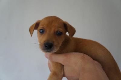 Whitey - Mixed Breed Dog