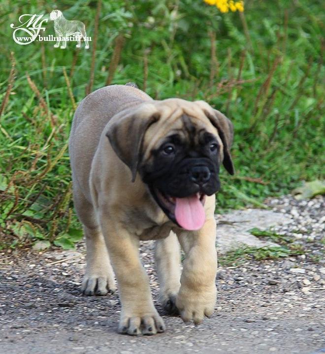 Bullmastiff Puppies Sold - 5 Years 10 Months, Bullmastiff Puppies from ...