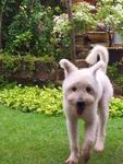 Adopted - terry in his new garden