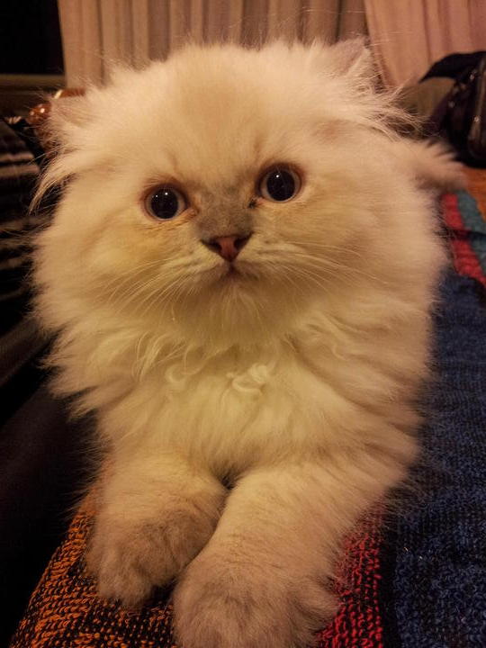 Persian Kitten Sold - 9 Years 2 Months, (Khepel) Pure Persian Semi 