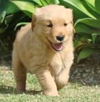 Adorable Big Bone Golden Retriever  - Golden Retriever Dog