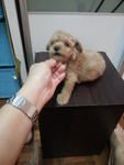 Brown Tcup Poodle Rm990 - Poodle Dog