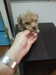 Brown Tcup Poodle Rm990 - Poodle Dog