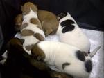 5 Puppies &amp; 1 Mummy Dog (Xiao Bai) - Mixed Breed Dog