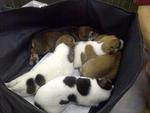 5 Puppies &amp; 1 Mummy Dog (Xiao Bai) - Mixed Breed Dog