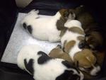 5 Puppies &amp; 1 Mummy Dog (Xiao Bai) - Mixed Breed Dog