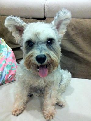 Gray - Schnauzer Dog