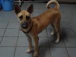 Big ears, wrinkly forehead and curly tail 