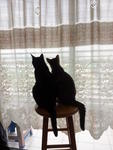 Yeochi &amp; Nabi - Domestic Medium Hair + Domestic Short Hair Cat