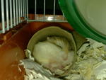 Fei Dutdut - Roborovsky's Hamster Hamster